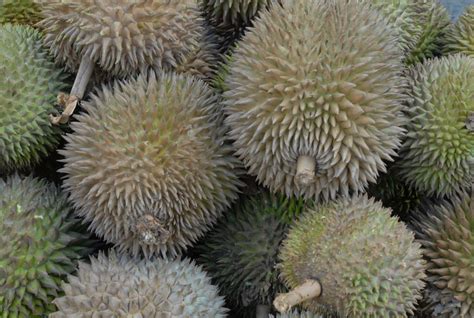 Durian prices to vary with Kadayawan Festival approaching.